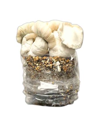 Jack Frost Paddo Grow Kit kopen Funcaps