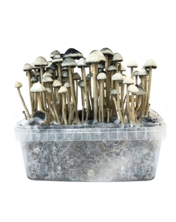 Psilocybe Copelandia Hawaiian Mushroom Grow kit kopen Funcaps
 