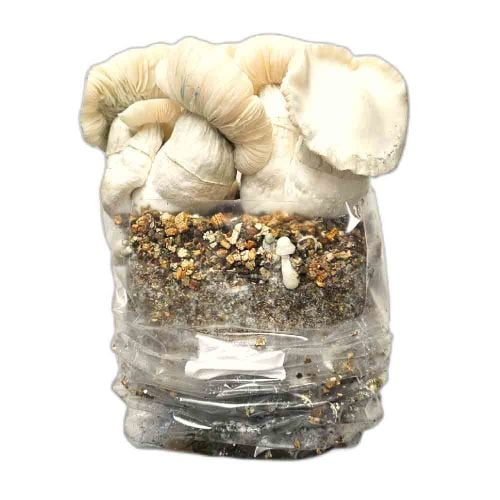 Jack Frost Paddo Grow Kit kopen Funcaps