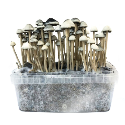 Psilocybe Copelandia Hawaiian Mushroom Grow kit kopen Funcaps
 