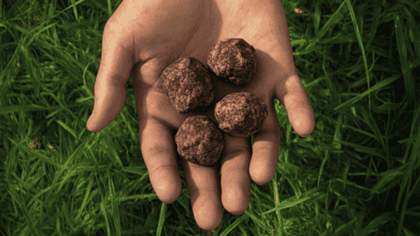 Hoeveel truffels bijpakken