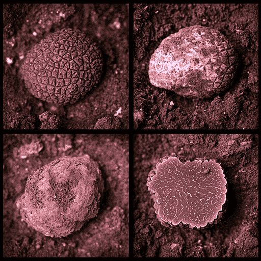 Process of growing magic truffels