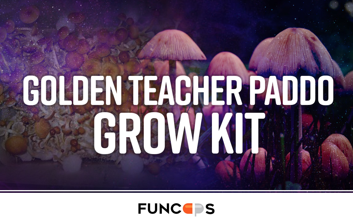 Golden Teacher Paddo Grow Kit