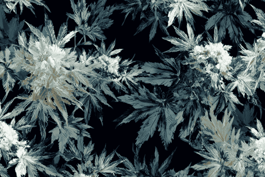 synthetische cannabinoïden hebben een vergelijkbare werking als THC en CBD
