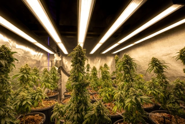 zo groeien cannabinoïden optimaal voor de beste werking