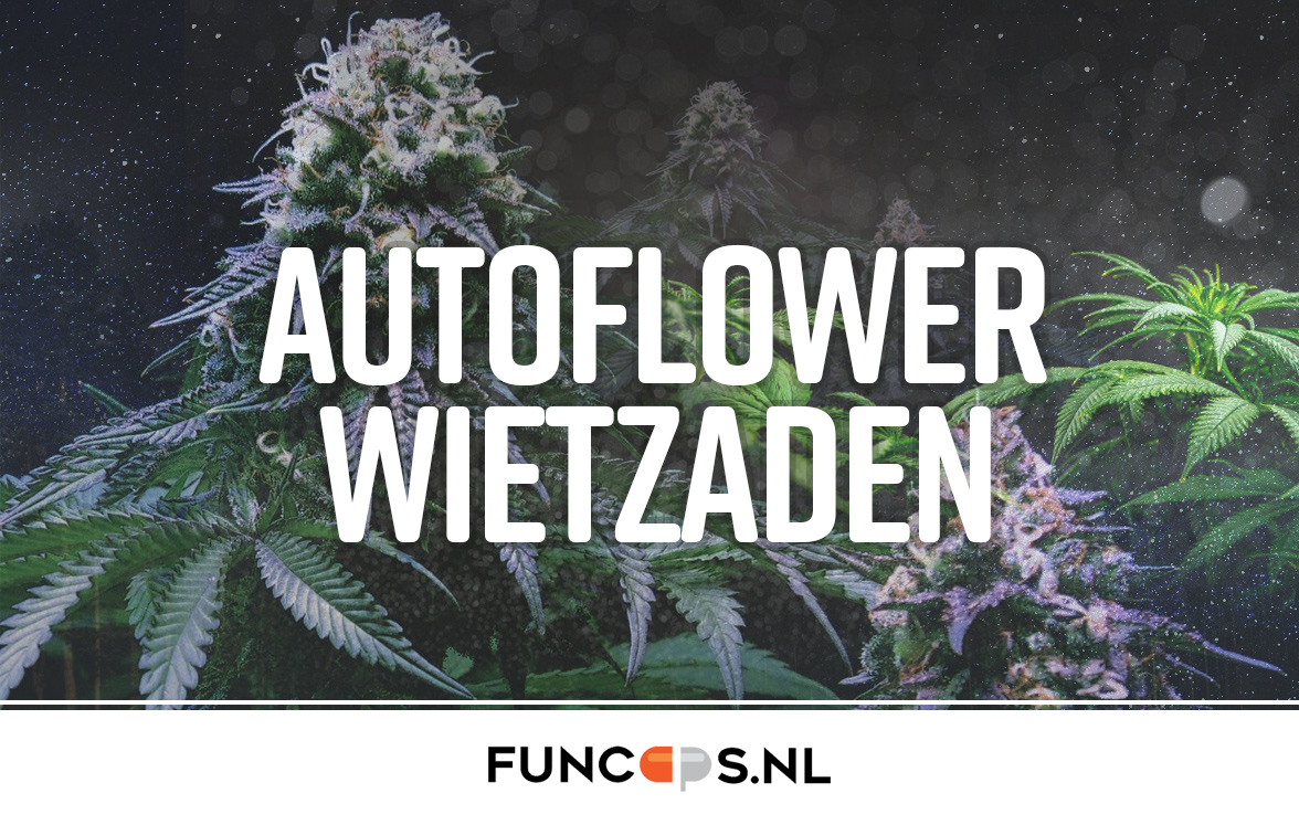 Autoflower wietzaden Autoflower wietzaden