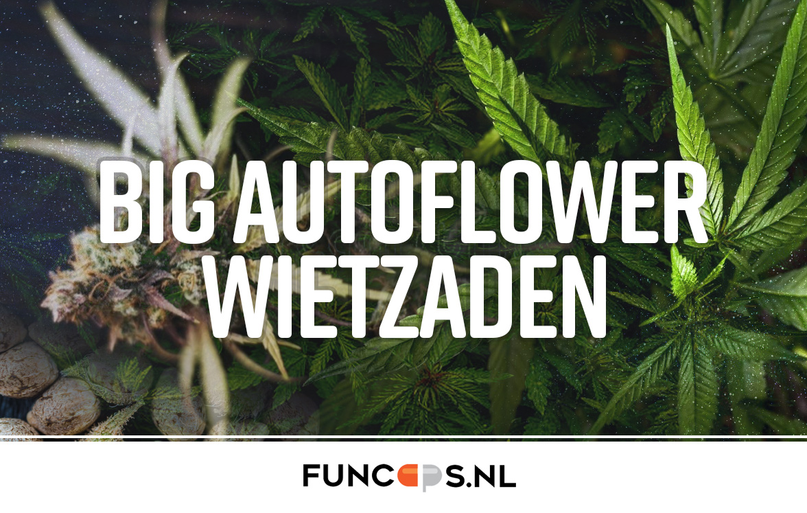 Big autoflower wietzaden Big autoflower wietzaden