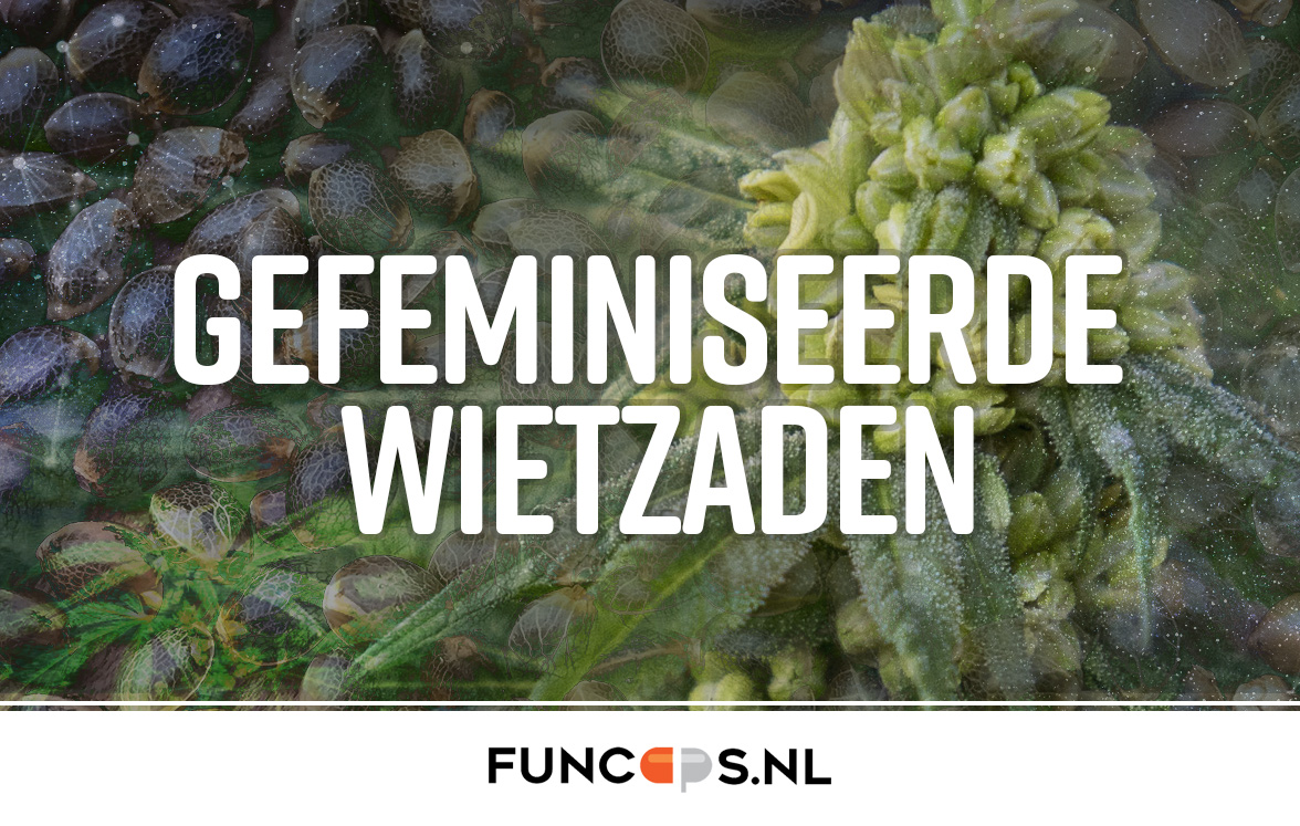 Gefeminiseerde-wietzaden Gefeminiseerde wietzaden